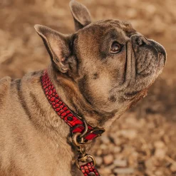Best Freebird Stores Dog Collar Red Croco