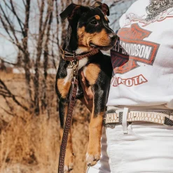 Discount Freebird Stores Dog Collar Pink Croco